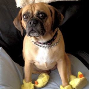 Meet your Posher, Hot-ta